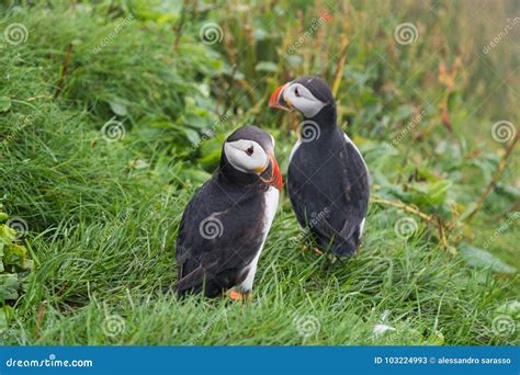 Puffins on the Cliffs of Mykines Island in the Faroe Islands Stock ...