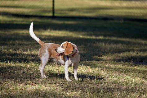 Say Hi to the Lemon Beagle: the Perfect Canine Companion - Animalso