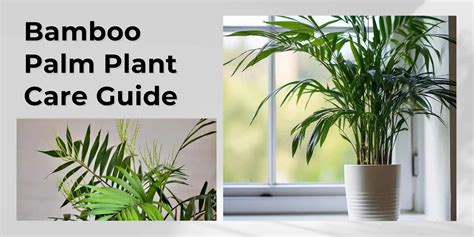 Bamboo Palm Plant Care Guide