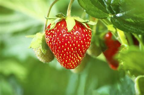 Buy Strawberry Seeds (5 Seeds) - Rs.35/- sale online India