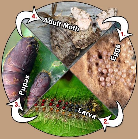 Gypsy Moth Life Cycle Diagram