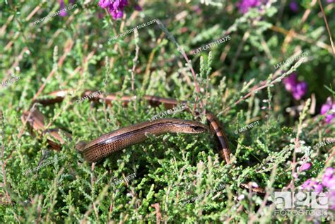 Slow-worms are semi-fossorial lizards spending much of the time hiding underneath objects, Stock ...