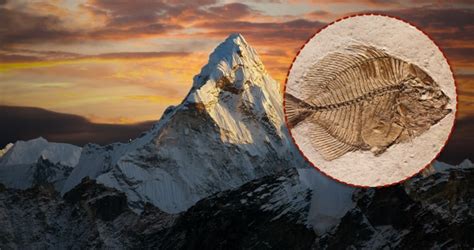 Fish Fossils In The Himalayas! How Did The Fish Get There?