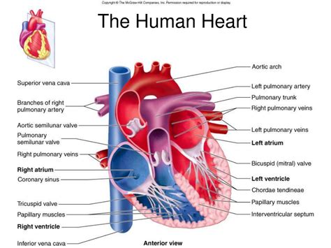 4 Major Blood Vessels In The Heart - Photos Idea