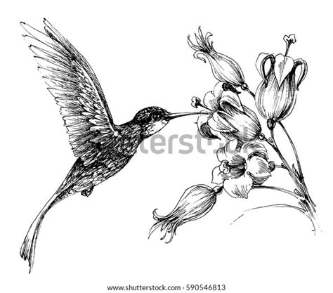 976 Hummingbird Flower Tattoo Images, Stock Photos & Vectors | Shutterstock