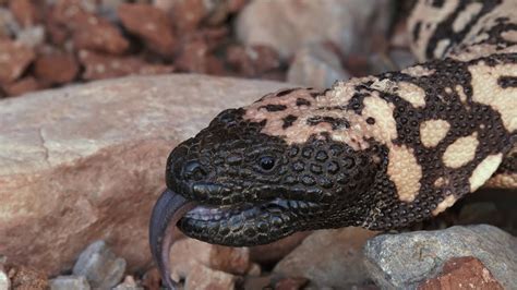 Monsters Live Here ~ Red Rock Canyon National Conservation Area - YouTube