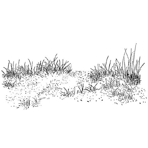 Beach Grass 1347I | Landscape drawings, Grass drawing, Landscape sketch