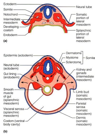 Sclerotome Myotome Dermatome