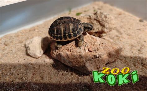 ZOO KOKI – Parque zoológico y botánico - Nacimiento: Tortuga mediterránea