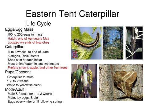 Eastern Tent Caterpillar Life Cycle