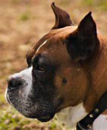 Boxer Dog Ear Cropping | Price | Age | Standards