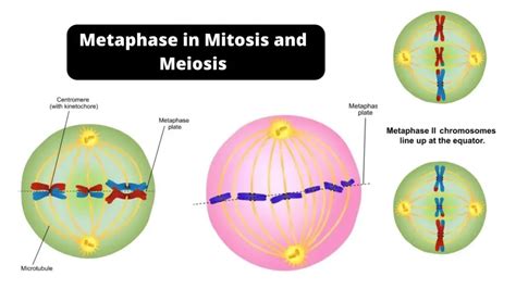 Metaphase - Definition, Stages, Applications - Biology Notes Online