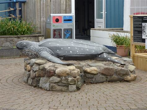 Anglesey Sea Zoo - The World's Greatest Turtle! - a photo on Flickriver