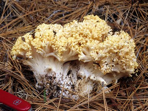 California Fungi: Ramaria rasilispora var. scatesiana