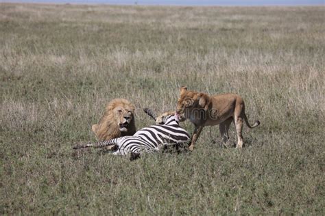 Lion eating zebra stock photo. Image of hunter, teeth - 41100894