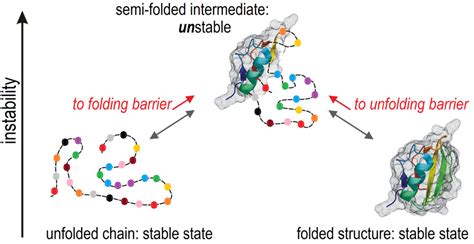 Two views on the protein folding puzzle | Atlas of Science