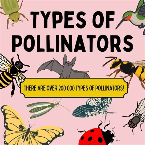 Pollinator Facts | P2C