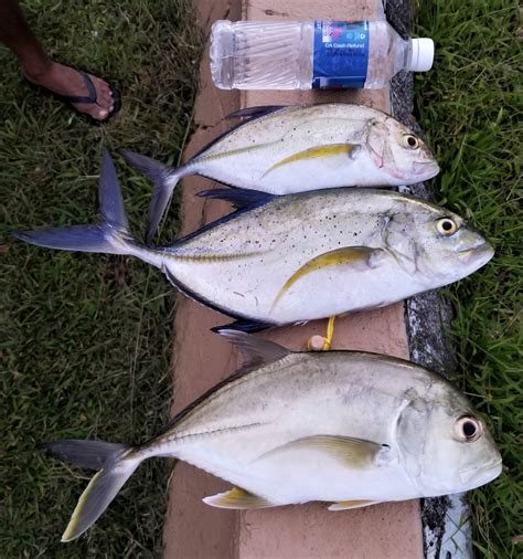 Hunting the white papio school via kayak and SUP - Hawaii Nearshore Fishing