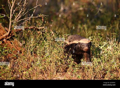 Honigdachs / Honey badger / Mellivora capensis Stock Photo - Alamy