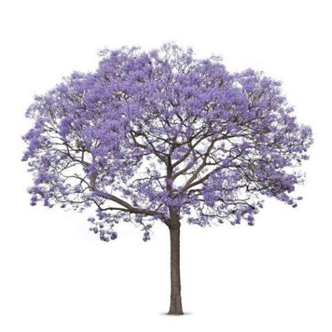 Stunning Shade Trees: Jacaranda Flowering Tree - Large