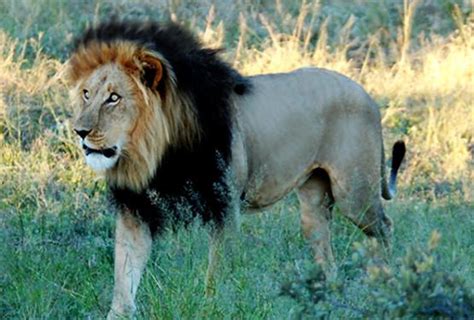 Ethiopia’s lions famous for their black mane. | Lion pics, Lions, Black ...