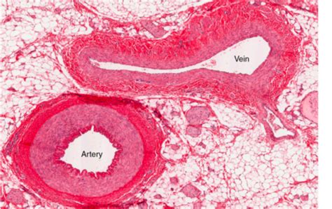 blood vessels histology Flashcards | Quizlet