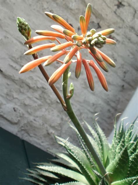 Aloe aristata (Lace Aloe) - World of Flowering Plants