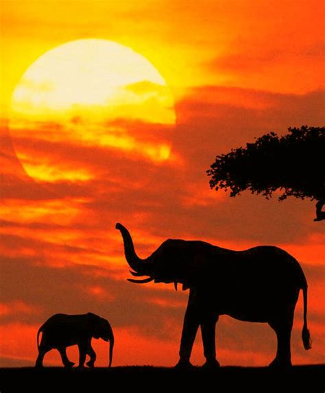 7 Things To Know Before Booking A Safari in 2023 | Silhouette art, African art paintings, Sunset ...