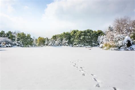 Premium Photo | Winter park in snow