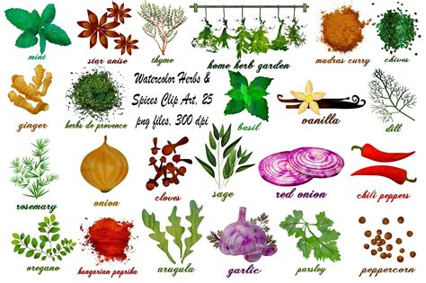 Watercolor Herbs & Spices ClipArt by FrankiesDaughtersDesign on @creativemarket | Watercolor ...