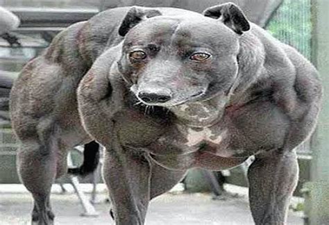 Report: Chinese Scientists Have Created Super Military Muscle Dogs ...