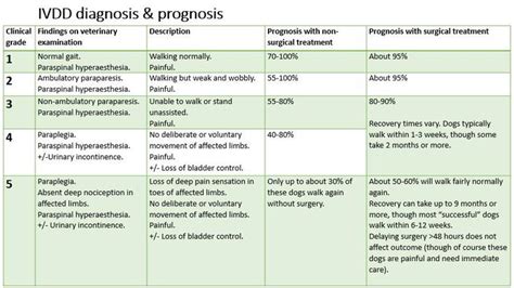 Clinical grading scale | DISA | Healthy dogs, Clinic, Dachshund