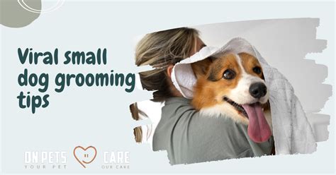 Viral Small Dog Grooming Tips And Tricks For Small Dog Owners - Best Pet Supplies Store In USA ...