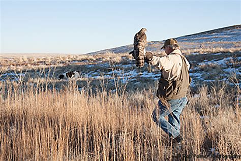 Hawks on the Hunt | Colorado Country Life Magazine