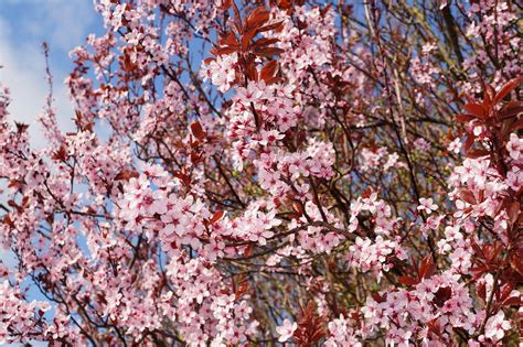 Thundercloud Flowering Plum Tree - Highly fragrant flowers and dark pu ...