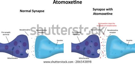 Atomoxetine Stock Illustration 286543898