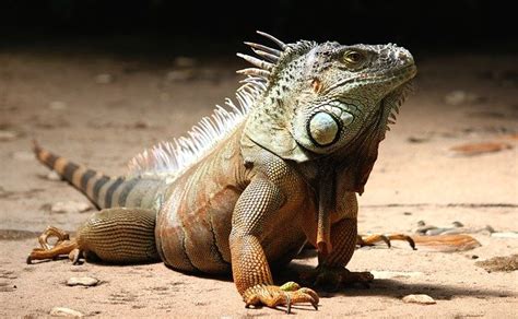 Anatomy and morphologies of a Green Iguana - NYK Daily