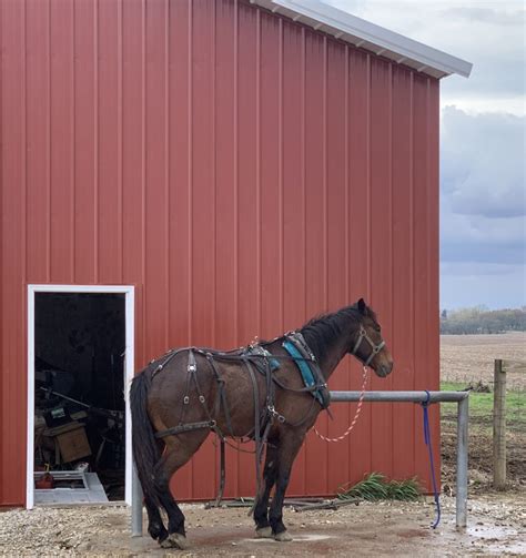 Amish Greenhouse Road Trip | The Curmudgeon Speaks