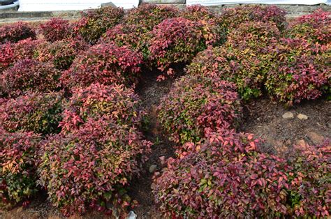 Nandina Dwarf 'Firepower' 1 Gallon - Cofer's Home & Garden