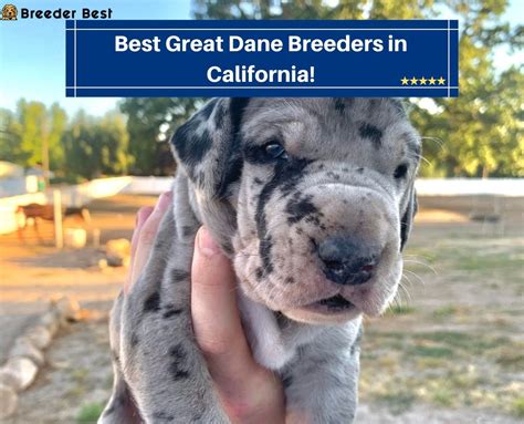 5 Best Great Dane Breeders in California! (2023) - Breeder Best