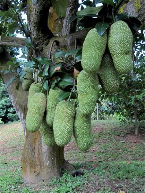 ~CHEMPEDAK~ Artocarpus integer from Borneo RARE Jungle FRUIT TREE ...