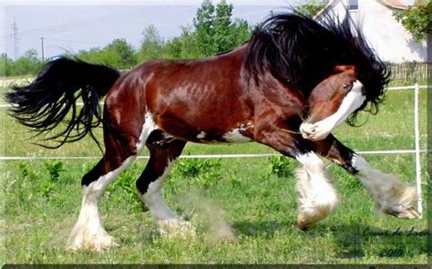 shire horse | Horses, Horse breeds, Clydesdale horses