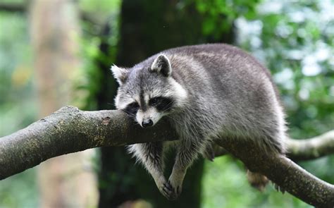 Coexisting with wildlife: Raccoons | Forest Preserve District of Will ...