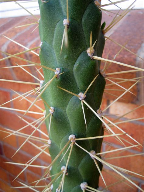 Cactus Thorns Close Free Stock Photo - Public Domain Pictures