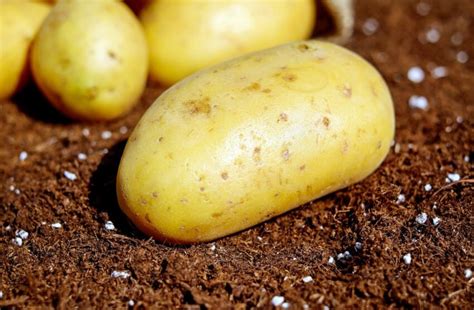 Free picture: nutrition, food, potato, nutrition, soil, vegetable, organic