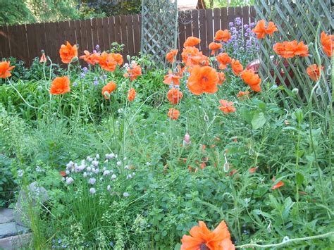 Colleen Sutherland, Storyteller: June Flowers in May