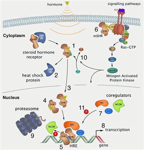 File:Steroid hormone receptor signaling.jpg - Embryology