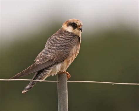 Red-footed Falcon | Majorca | Bird images from foreign trips | Gallery ...