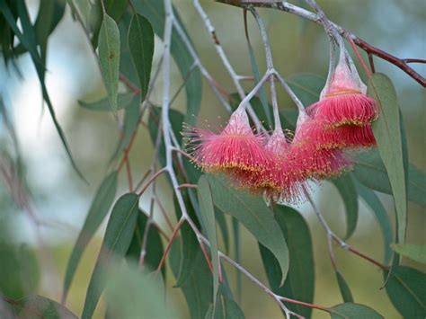 Silver Princess Growing In Gardens - Tips On Planting A Silver Princess ...