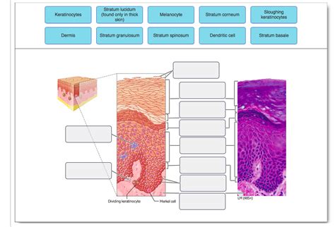 Solved Keratinocytes Stratum lucidum (found only in thick | Chegg.com